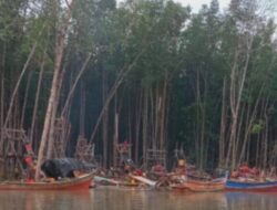 Hutan Bakau Tanjung Niur Dijarah Penambang Liar, Masyarakat Pertanyakan Ketegasan APH Bangka Barat