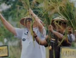Bersama Kejati, Gubernur Hidayat Arsani, Bupati dan Kajari Bangka Tengah Panen Raya Padi Sawah Desa Namang,
