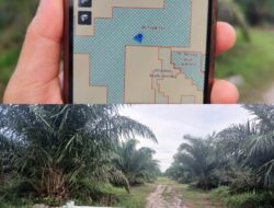 PT BBL Diduga Coplok Lahan IUP PT. Timah Sulap Jadi Perkebunan Sawit, Kepala Desa Bantan Tidak Mengetahui